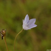 Wahlenbergia marginata (Thunb.) A.DC.